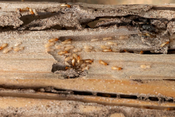 Best Emergency Pest Control  in North Corbin, KY