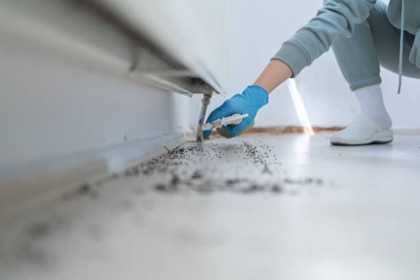 Best Emergency Pest Control  in North Corbin, KY